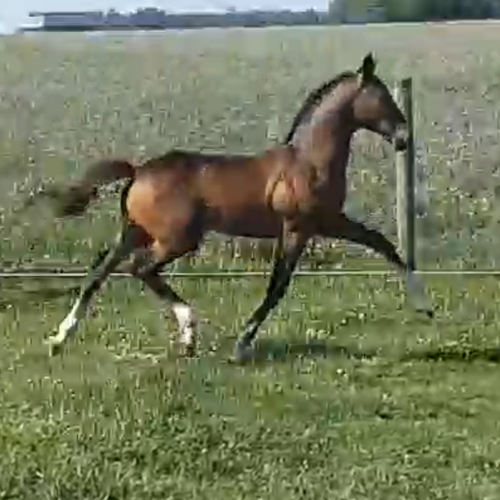 dressage foal for sale in USA - Five Phases Farm - Thimo