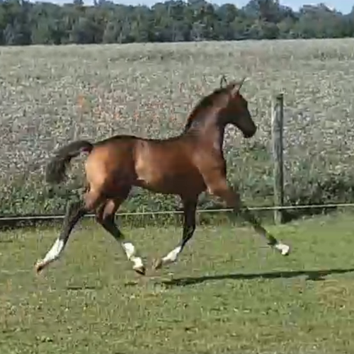 dressage horses for sale in USA - Five Phases Farm - Thimo