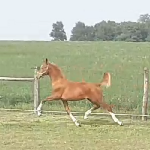 Dessage horses for sale - Five Phases Farm - Tendrini